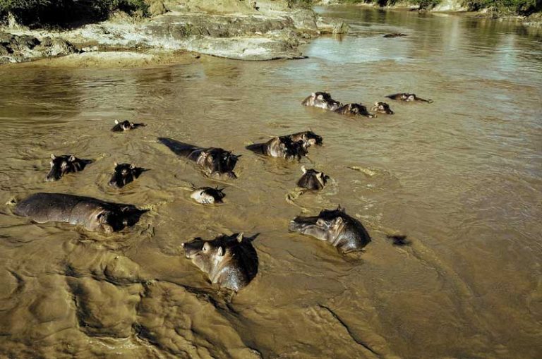 Katavi National Park Hippos