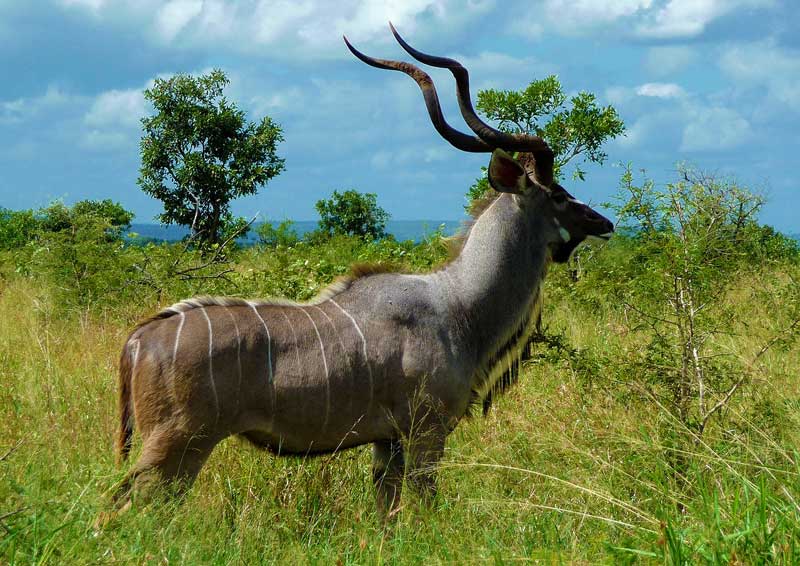 Kudu-antelope