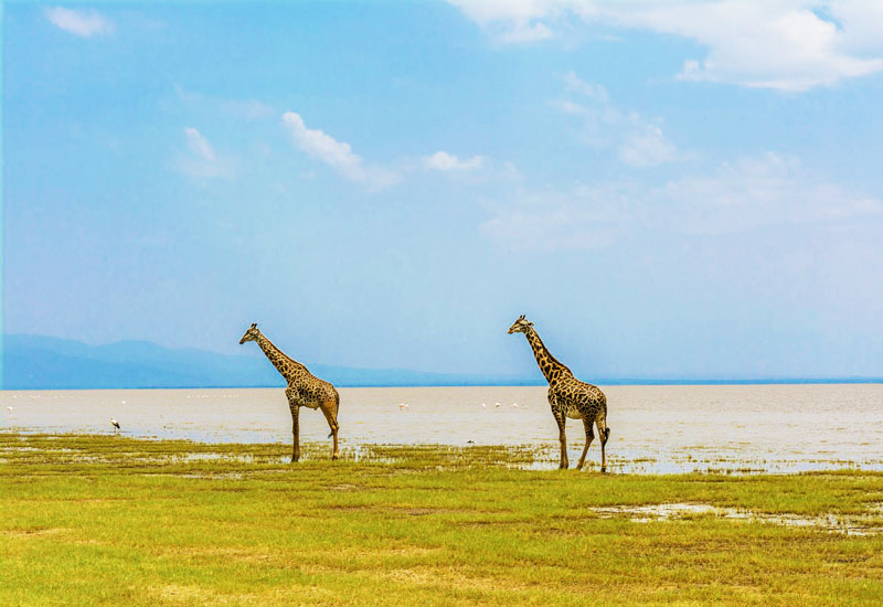 Lake-Manyara-Giraffe