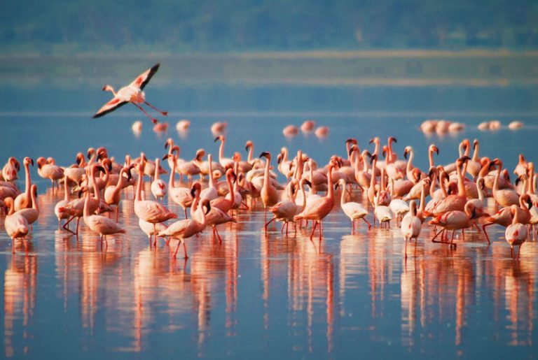 Lake-Manyara-Pink-flamingos