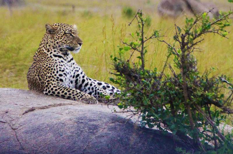 Leopard-on-rock