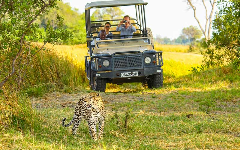 Leopard-private-safari-car-photo