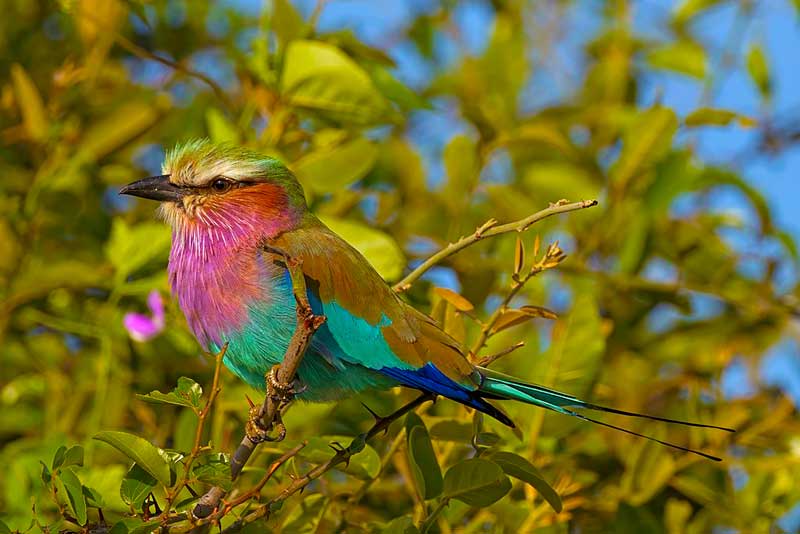 Lilac-breasted roller