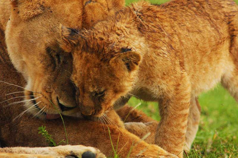 Lioness-and-baby-lion