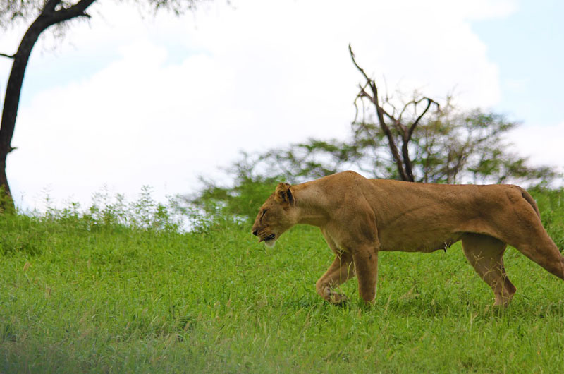 Lioness-on-a-hunt