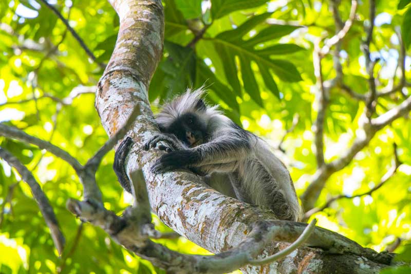 Monkey-Zanzibar