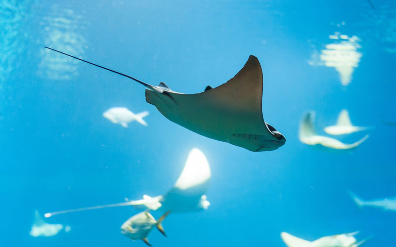 Rays-Zanzibar