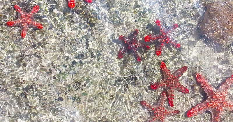 Red-knob-sea-star-Zanzibar