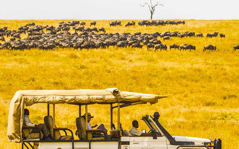 Rothschild Safaris