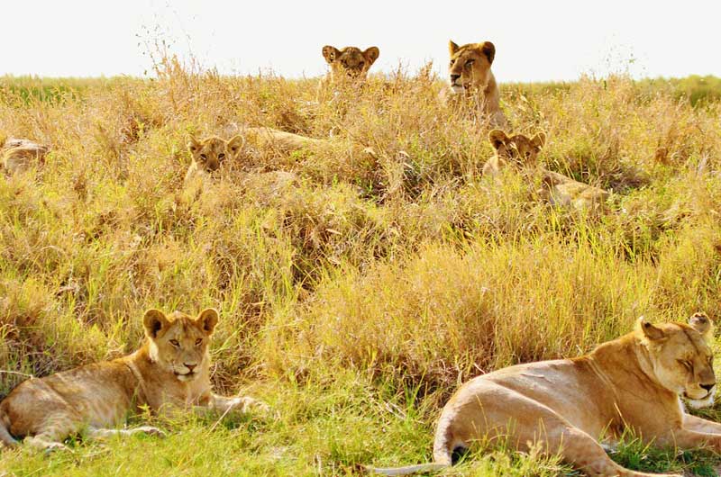 Ruaha-National-Park