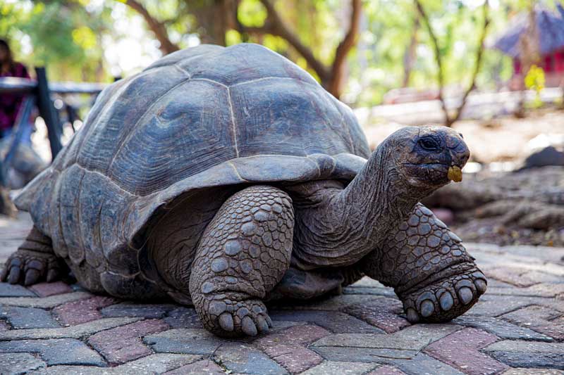 Sea-Turtle-Zanzibar