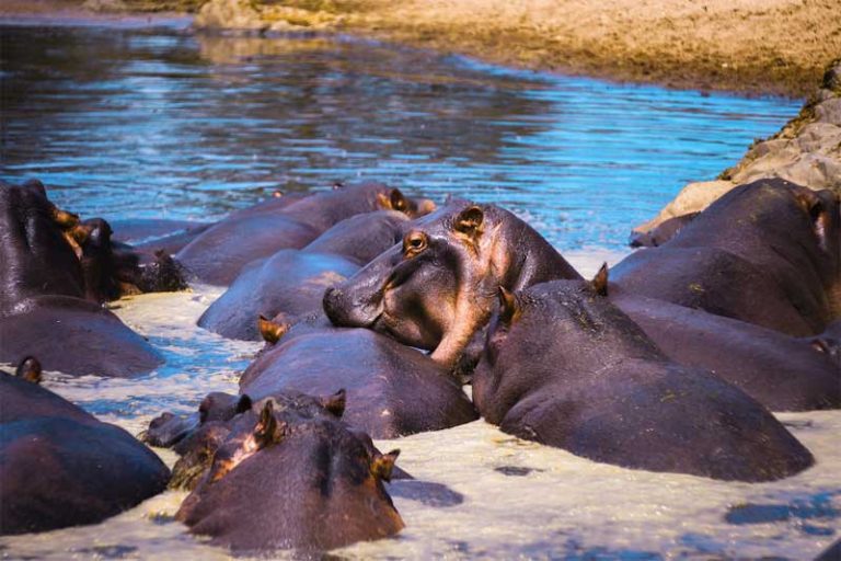 Selous-Game-Reserve-Hippos