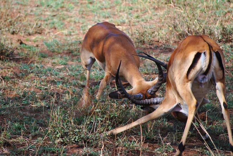 Springbok-fight