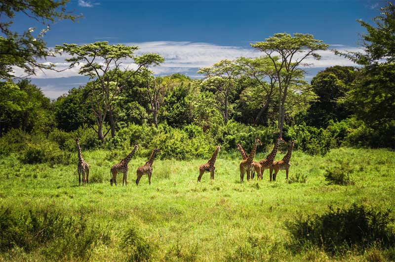 Tanzania National Parks – Combine the Best Experiences - Climb Kilimanjaro Guide