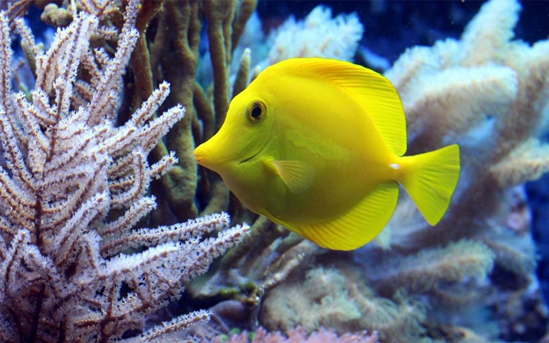 Yellow-fish-diving-zanzibar