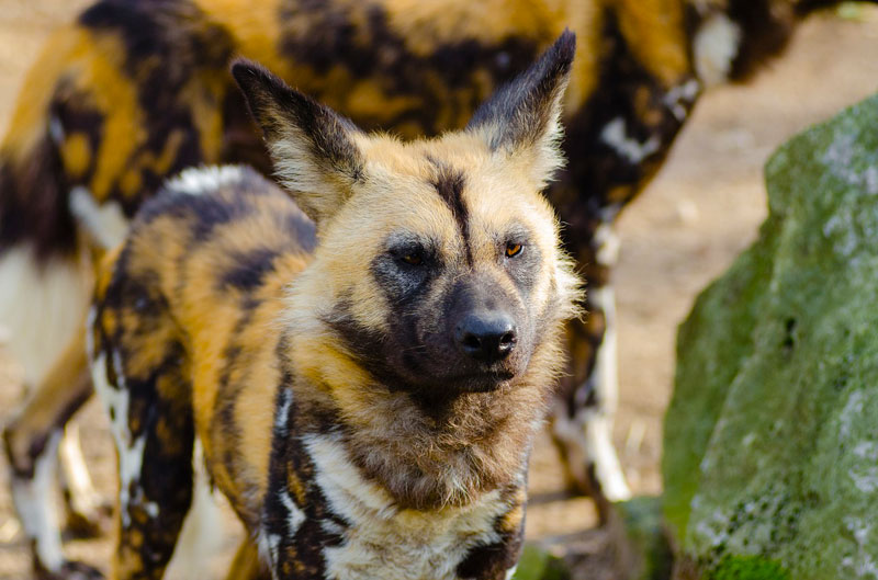 african-wild-dog-pack