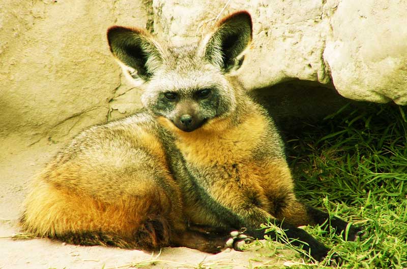 bat-eared fox