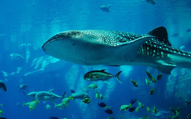 diving Zanzibar