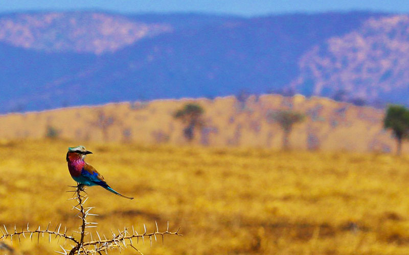 lilac-breasted-roller-savanna-serengeti