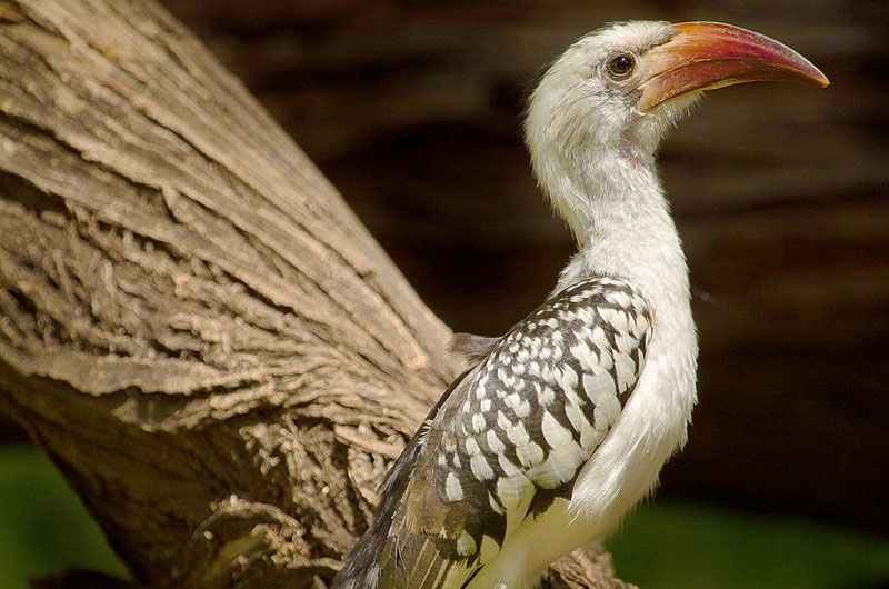 red-billed hornbill