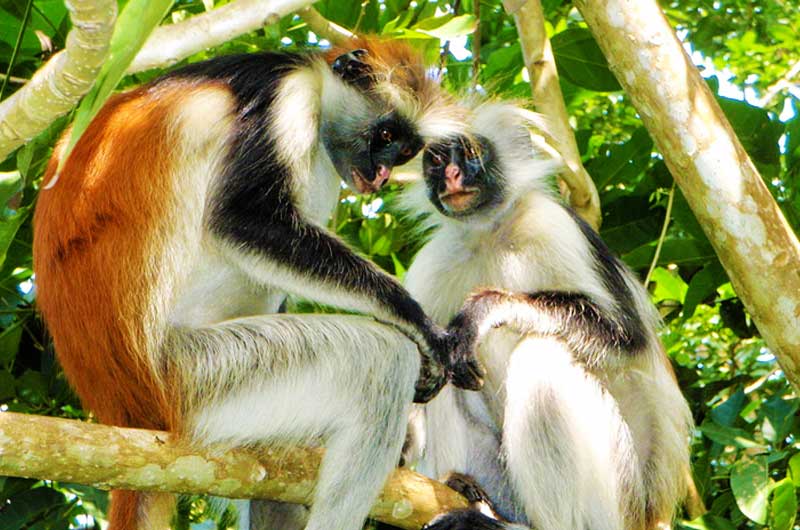 red-colobus-monkeys-gombe red-colobus-monkeys-gombe