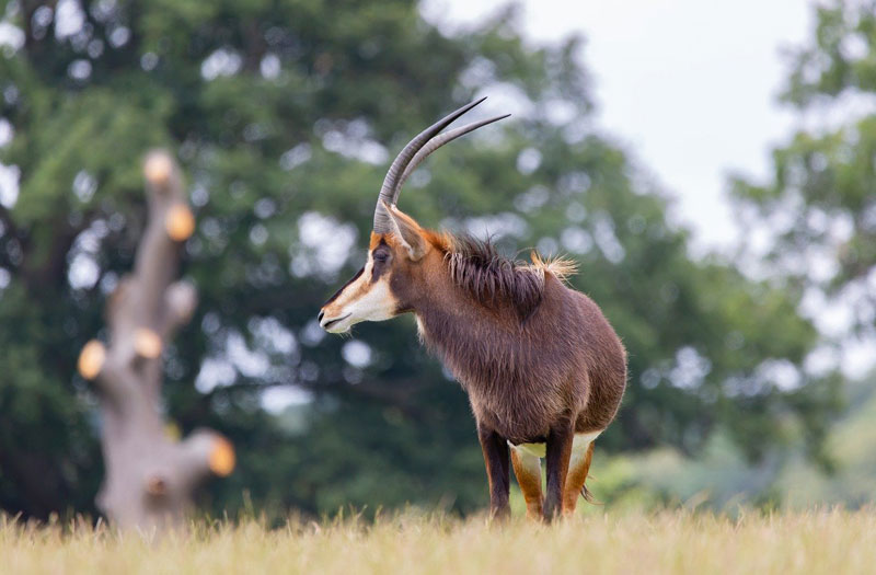 sable-antelope