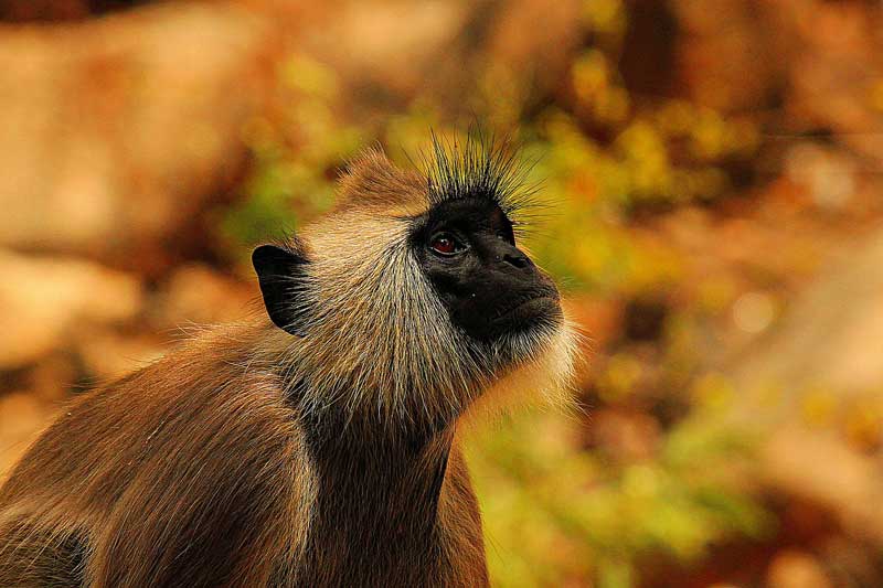 vervet monkey