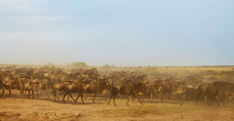 wildebeest-migration-serengeti-dust