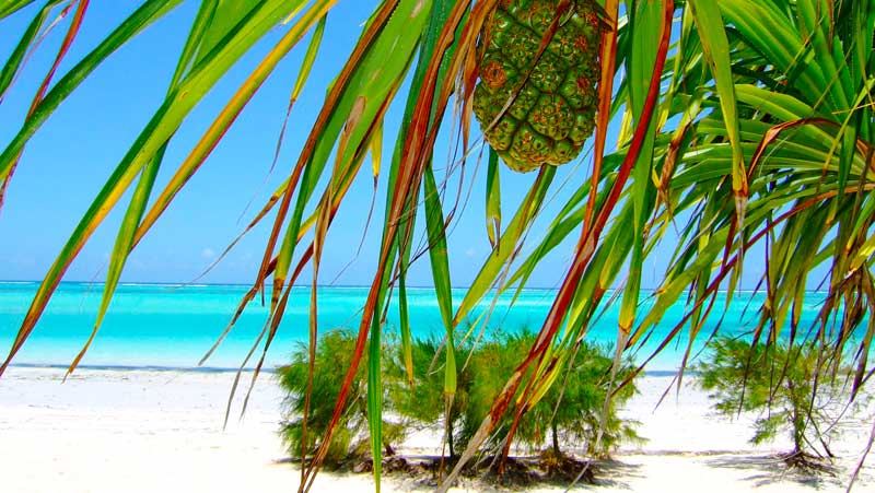 zanzibar-beach-palm