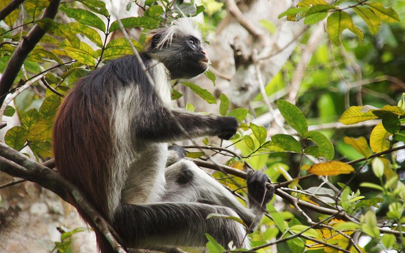 Red Colobus Monkey Zanzibar