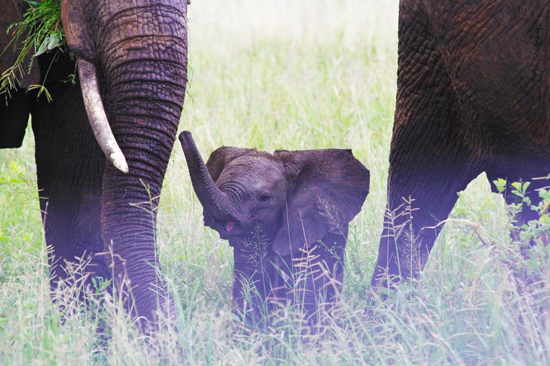Baby-Elephant-Best-Tanzania-Safari