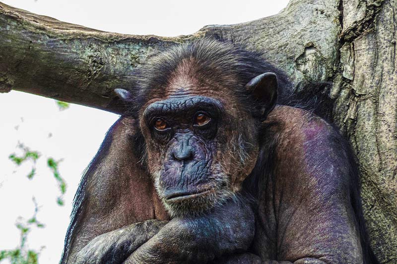 Best-safari-in-Tanzania-Chimpanzee