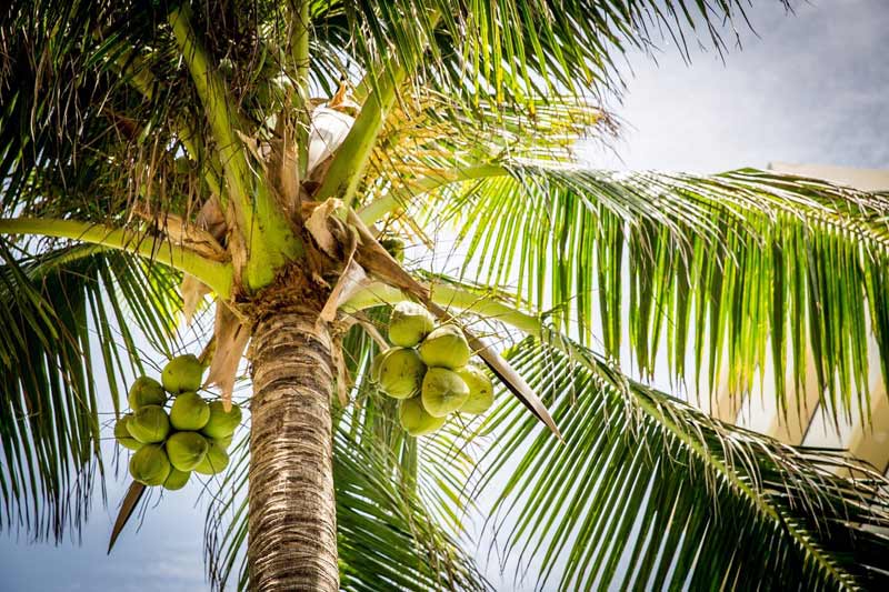 Coconut-Tree-Pemba-Zanzibar