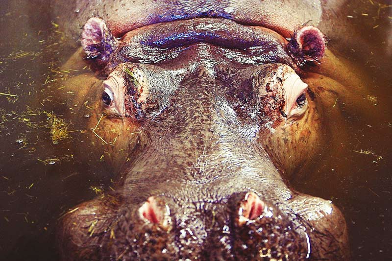 Hippo-in-water-Tanzania-Safari