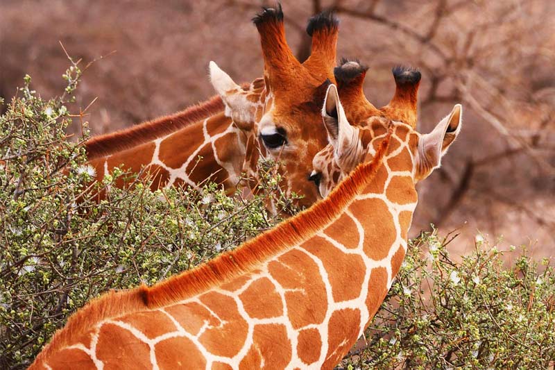 giraffe kiss