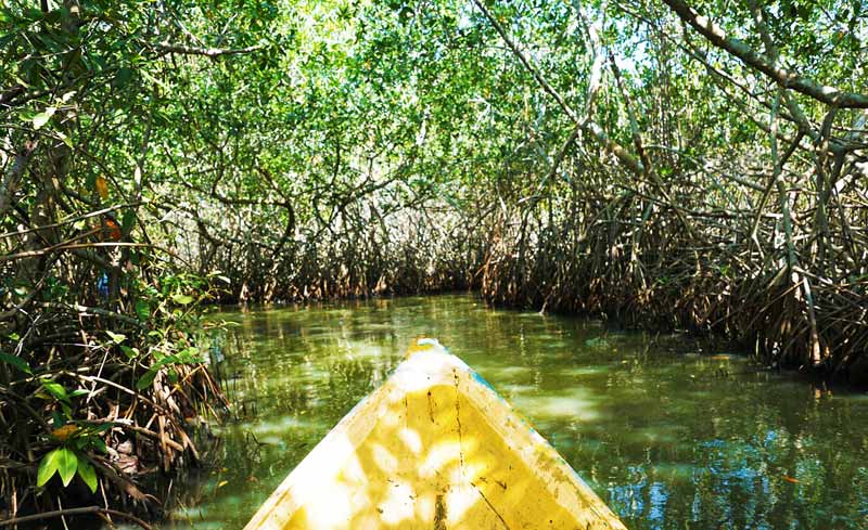 Mangrove Forest Zanzibar Pemba Island