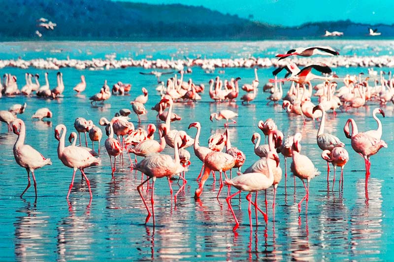 Pink-Flamingos-in-Lake-Tanzania-Safari