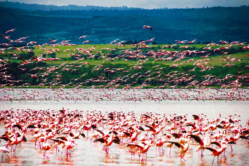 Pink-Flamingos-on-the-Lake-Tanzania-Safari