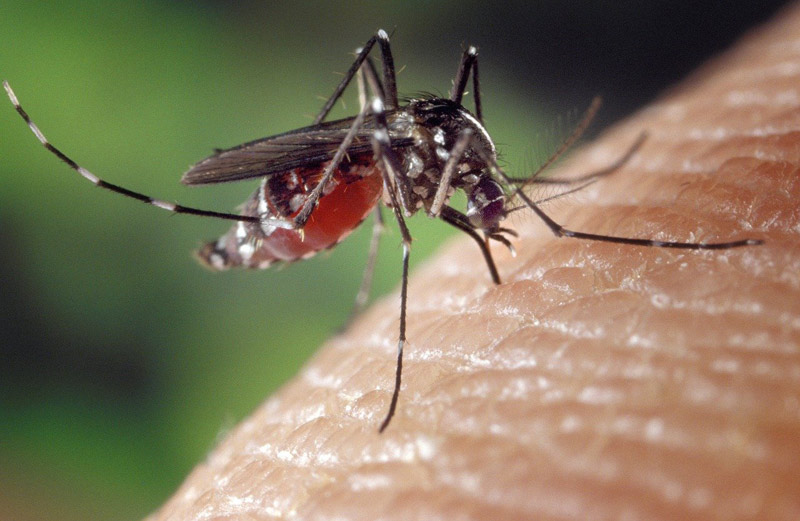 mosquito-malaria-Tanzania