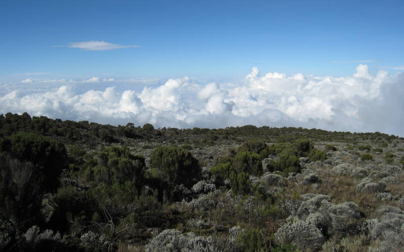 low alpine region kilimanjaro