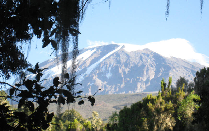 rain forest kilimanjaro