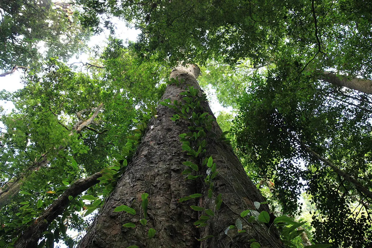 africas tallest tree kilimanjaro