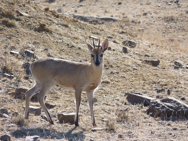 grey-duiker-antelope