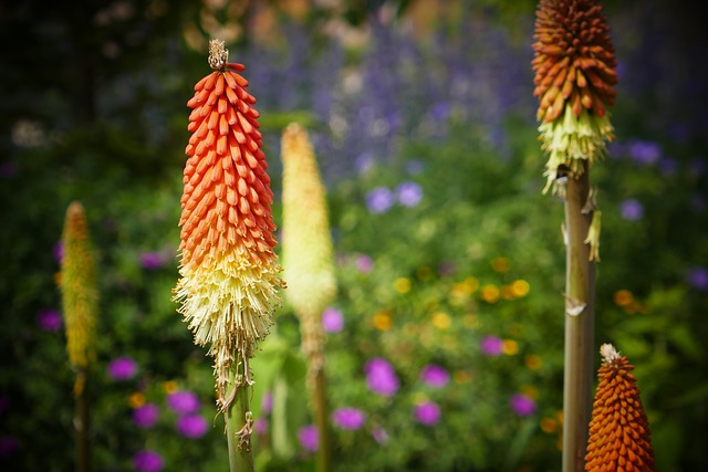 red-hot-poker