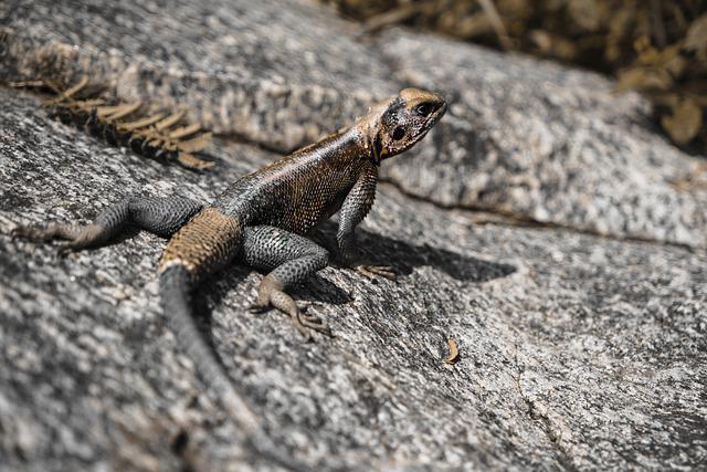 lizard-tanzania