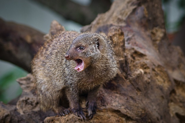 mongoose-tanzania