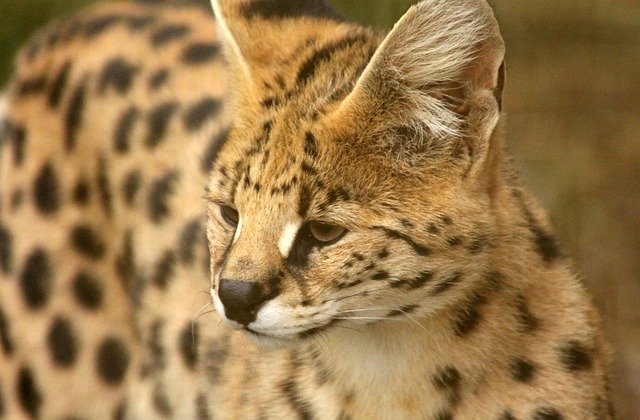 serval cat