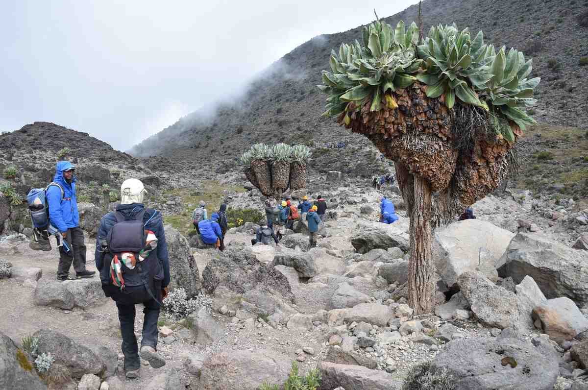 Kilimanjaro senecio trees barranco