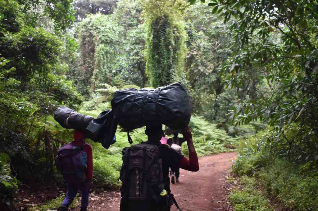 Kilimanjaro Climate Zones | The Changing Landscapes Of Kilimanjaro