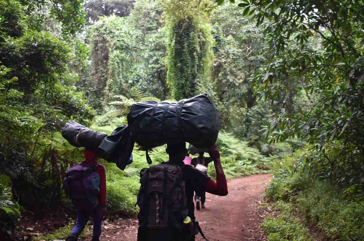 rainforest kilimanjaro